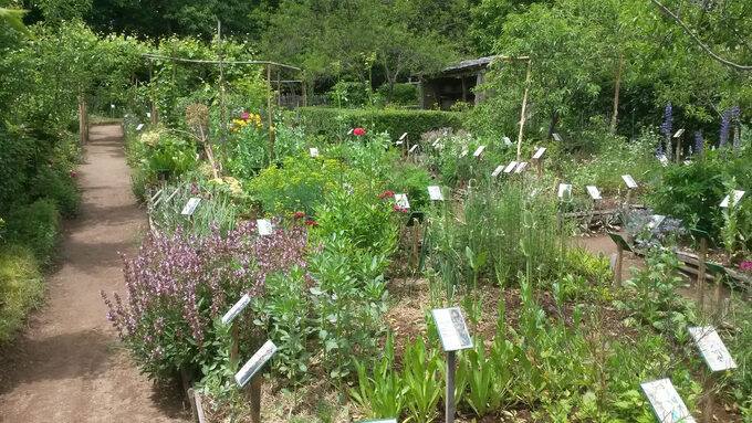 Jardin botanique et plantes médicinales